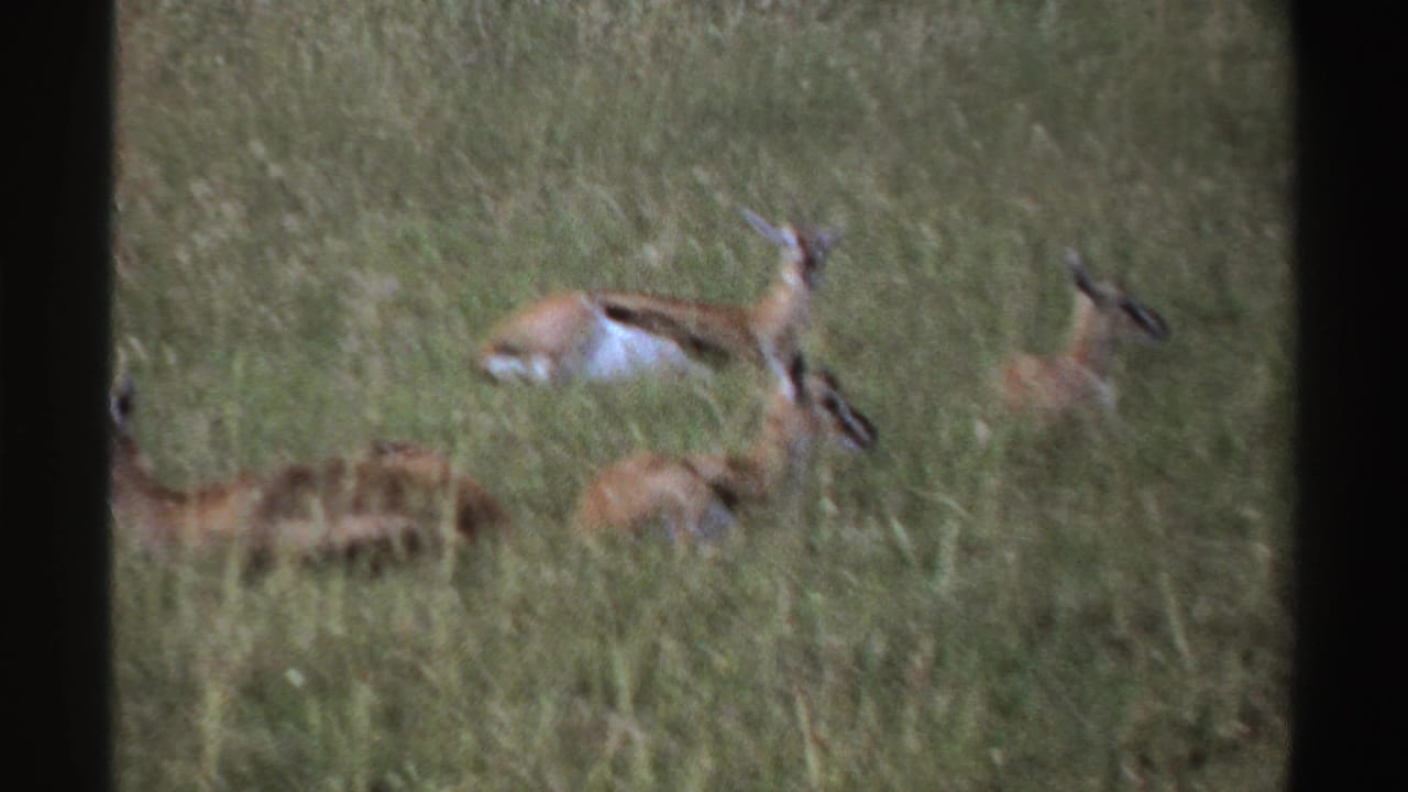 1969 Nigeria 8mm frame showing a small group of antelope-like animals clustered in tall savanna grass.