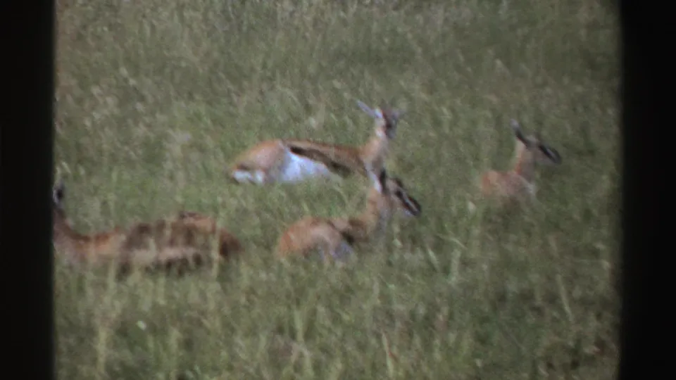 1969 Nigeria 8mm frame showing a small group of antelope-like animals clustered in tall savanna grass.
