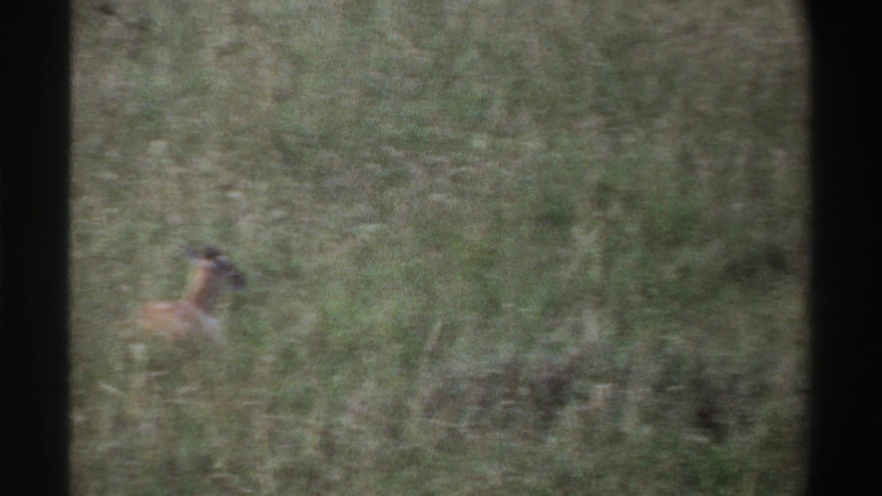1969 Nigeria 8mm frame with one antelope-like animal blurred by distance and motion in dense grass.
