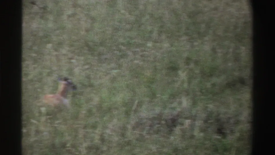 1969 Nigeria 8mm frame with one antelope-like animal blurred by distance and motion in dense grass.