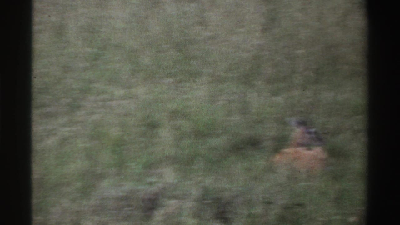 A distant antelope appears through soft 1969 8mm footage from Nigeria, partly obscured by tall grass and dark frame edges.