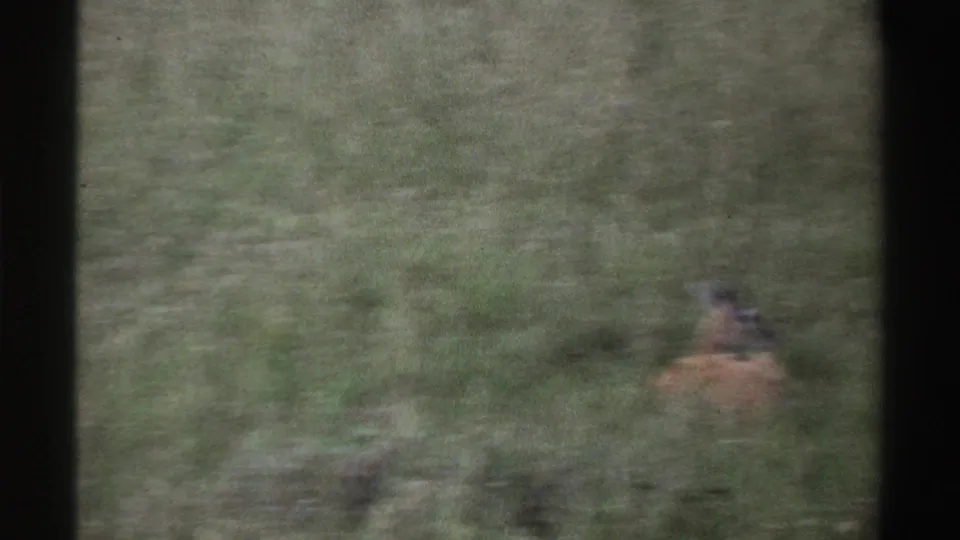 A distant antelope appears through soft 1969 8mm footage from Nigeria, partly obscured by tall grass and dark frame edges.