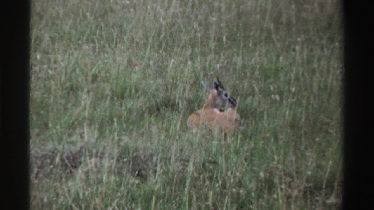 An antelope stands alert in tall Nigerian grassland, captured in grainy 1969 8mm home-movie footage.