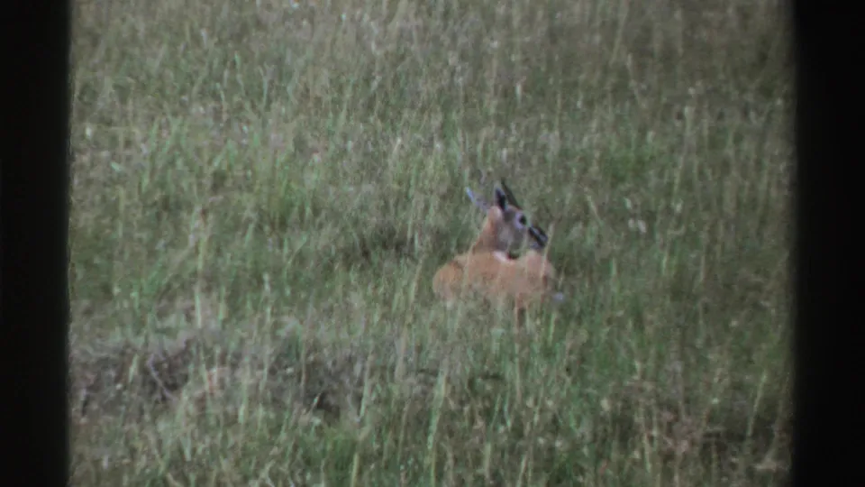 An antelope stands alert in tall Nigerian grassland, captured in grainy 1969 8mm home-movie footage.