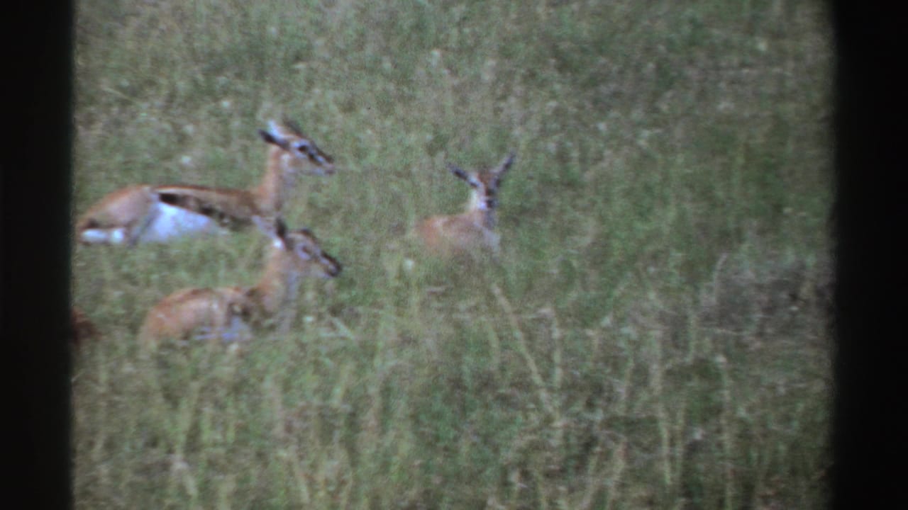 Several antelopes are visible in a grassy Nigerian habitat, some resting and one standing, in 1969 8mm footage.