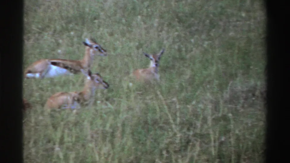 Several antelopes are visible in a grassy Nigerian habitat, some resting and one standing, in 1969 8mm footage.