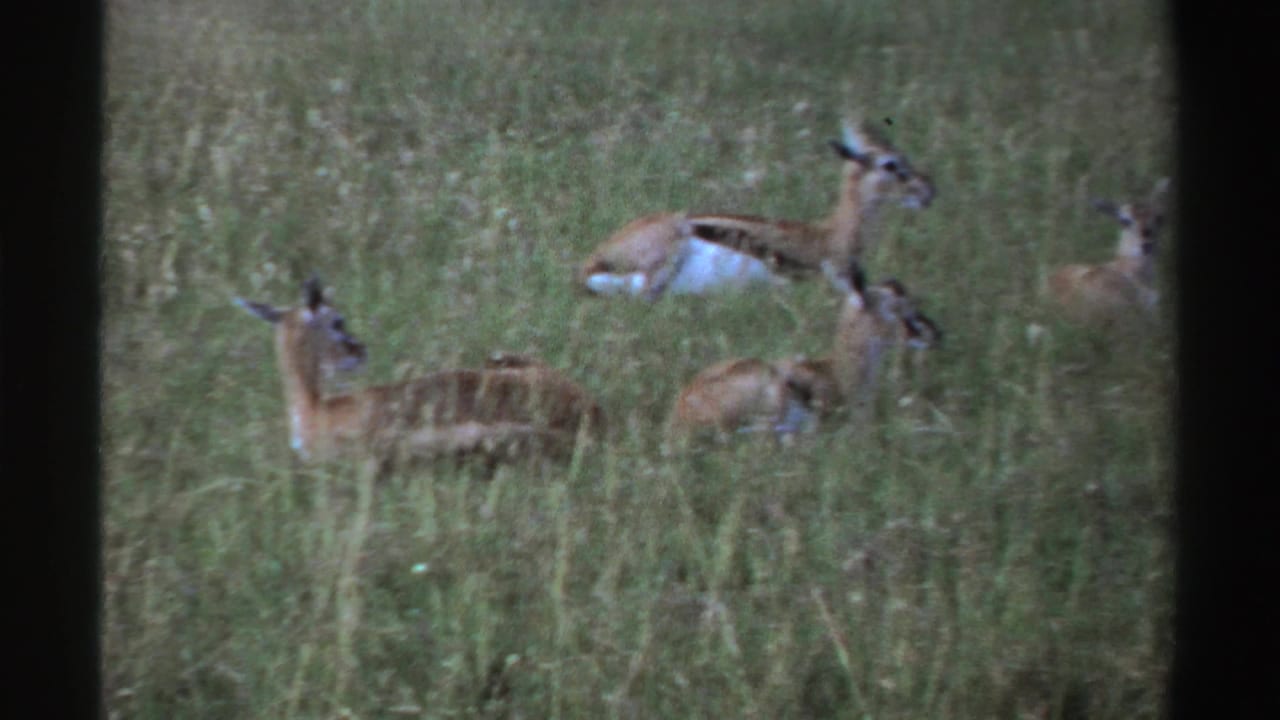 A small group of antelopes lies and stands in tall Nigerian grassland, seen in muted 1969 8mm home-movie color.