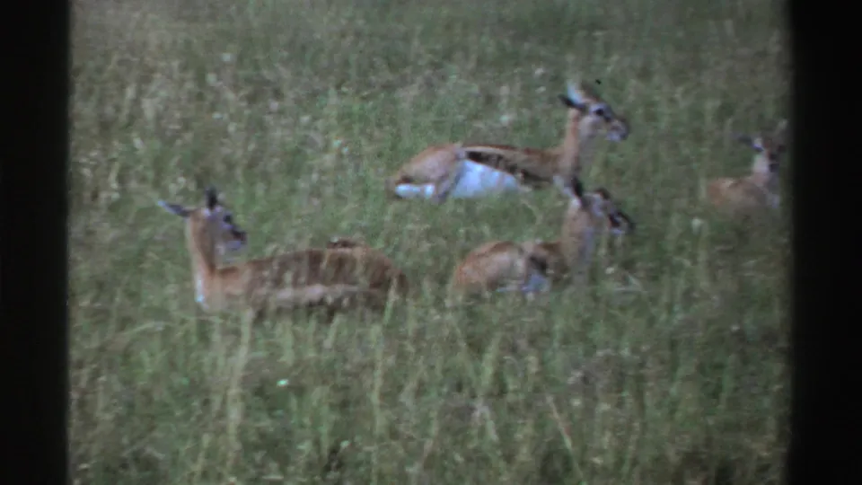 A small group of antelopes lies and stands in tall Nigerian grassland, seen in muted 1969 8mm home-movie color.