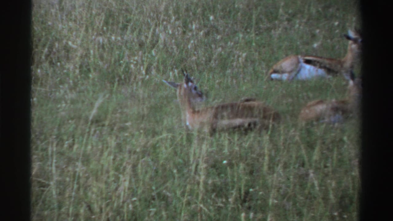 Several antelopes partially hidden in tall grass, framed by dark vertical film edges.