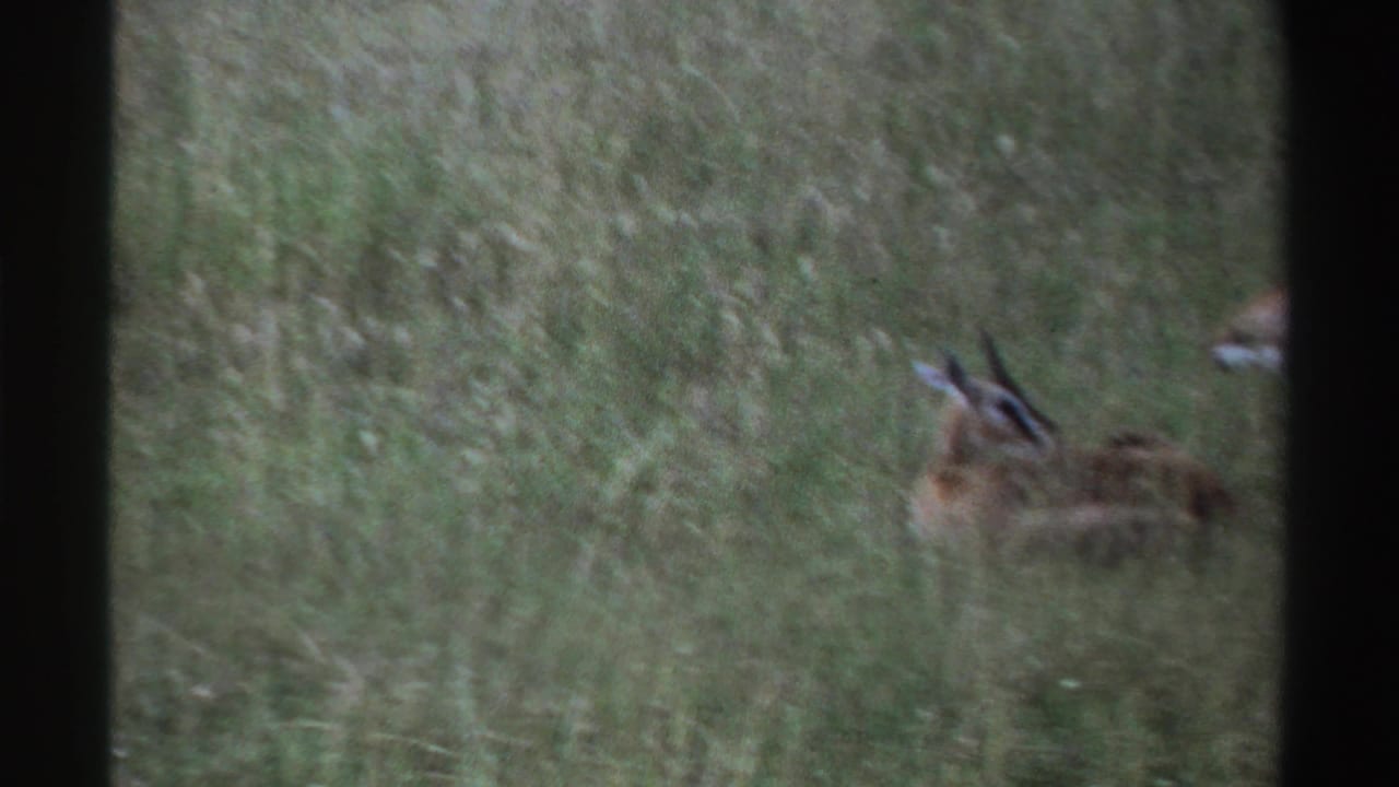 1969 Nigeria 8mm frame with antelopes partly visible in tall grass, seen across an open field with soft archival color.