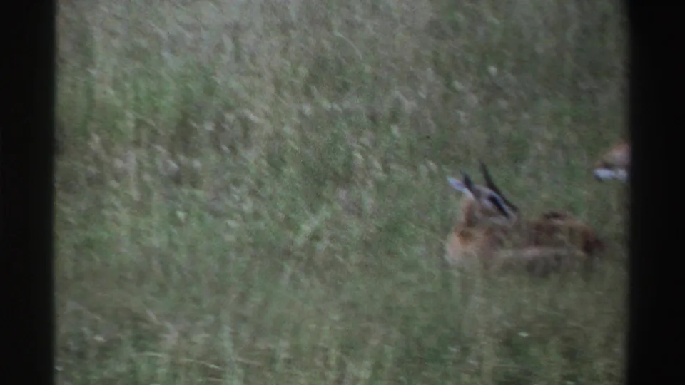 1969 Nigeria 8mm frame with antelopes partly visible in tall grass, seen across an open field with soft archival color.