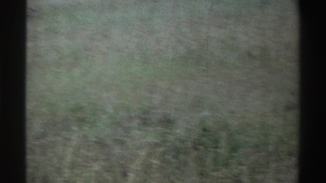 1969 Nigeria 8mm frame dominated by soft, blurred savanna grass, likely during a camera movement or reframing between wildlife views.
