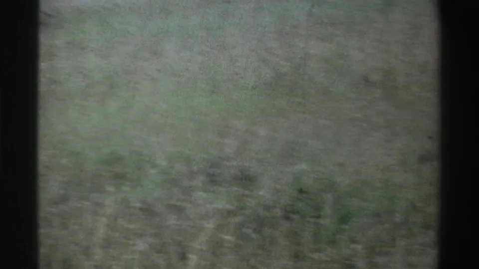 1969 Nigeria 8mm frame dominated by soft, blurred savanna grass, likely during a camera movement or reframing between wildlife views.