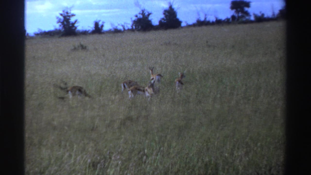1969 Nigeria 8mm frame showing several antelopes in an open savanna field beneath a distant tree line and blue sky.