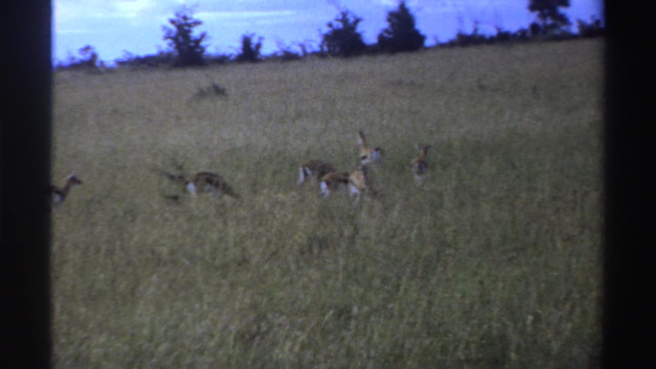 1969 Nigeria 8mm frame showing antelopes scattered across tall bush grass beneath a pale sky, with dark film borders visible.