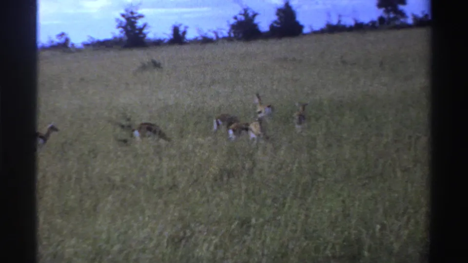 1969 Nigeria 8mm frame showing antelopes scattered across tall bush grass beneath a pale sky, with dark film borders visible.