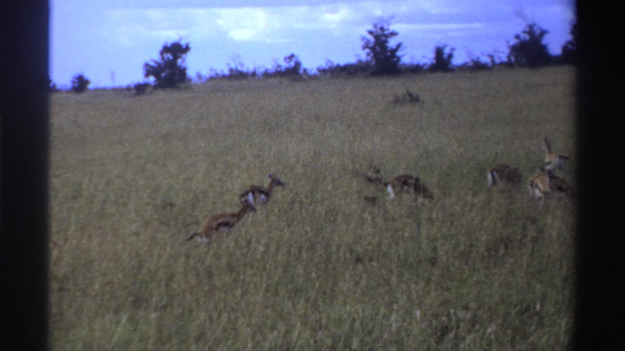 1969 Nigeria home-movie frame with antelopes moving through tall savanna grass and small trees along the distant horizon.