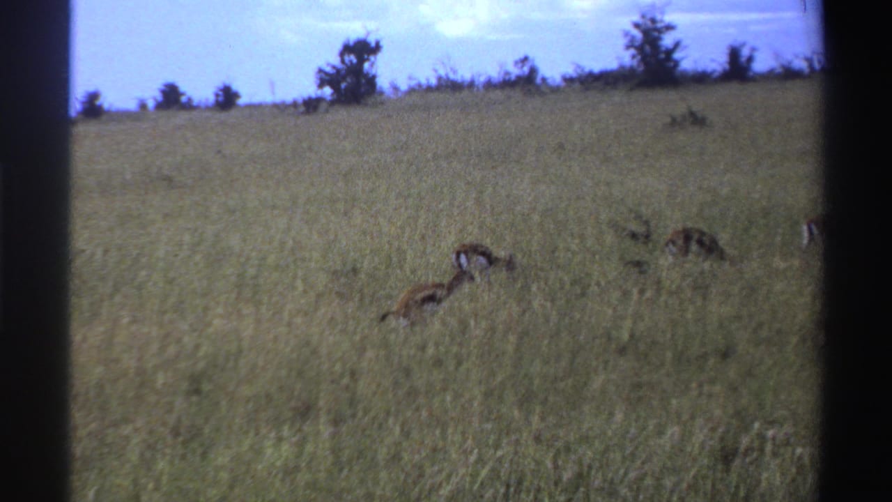 1969 Nigeria 8mm still showing antelopes grazing low in tall grass, with shrubs and a distant tree line in soft focus.