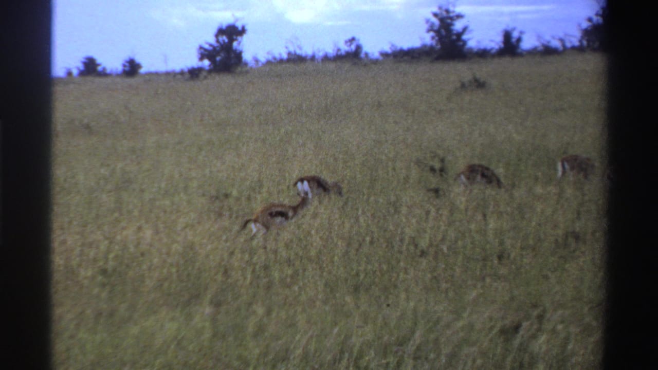 1969 Nigeria archival frame of antelopes grazing across tall bush grass, framed by dark contact-sheet borders and a pale blue sky.
