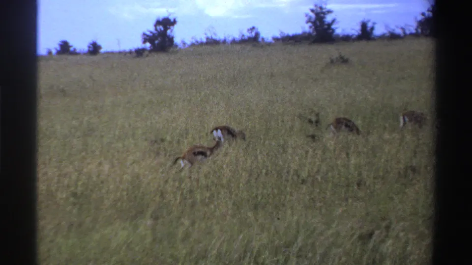 1969 Nigeria archival frame of antelopes grazing across tall bush grass, framed by dark contact-sheet borders and a pale blue sky.