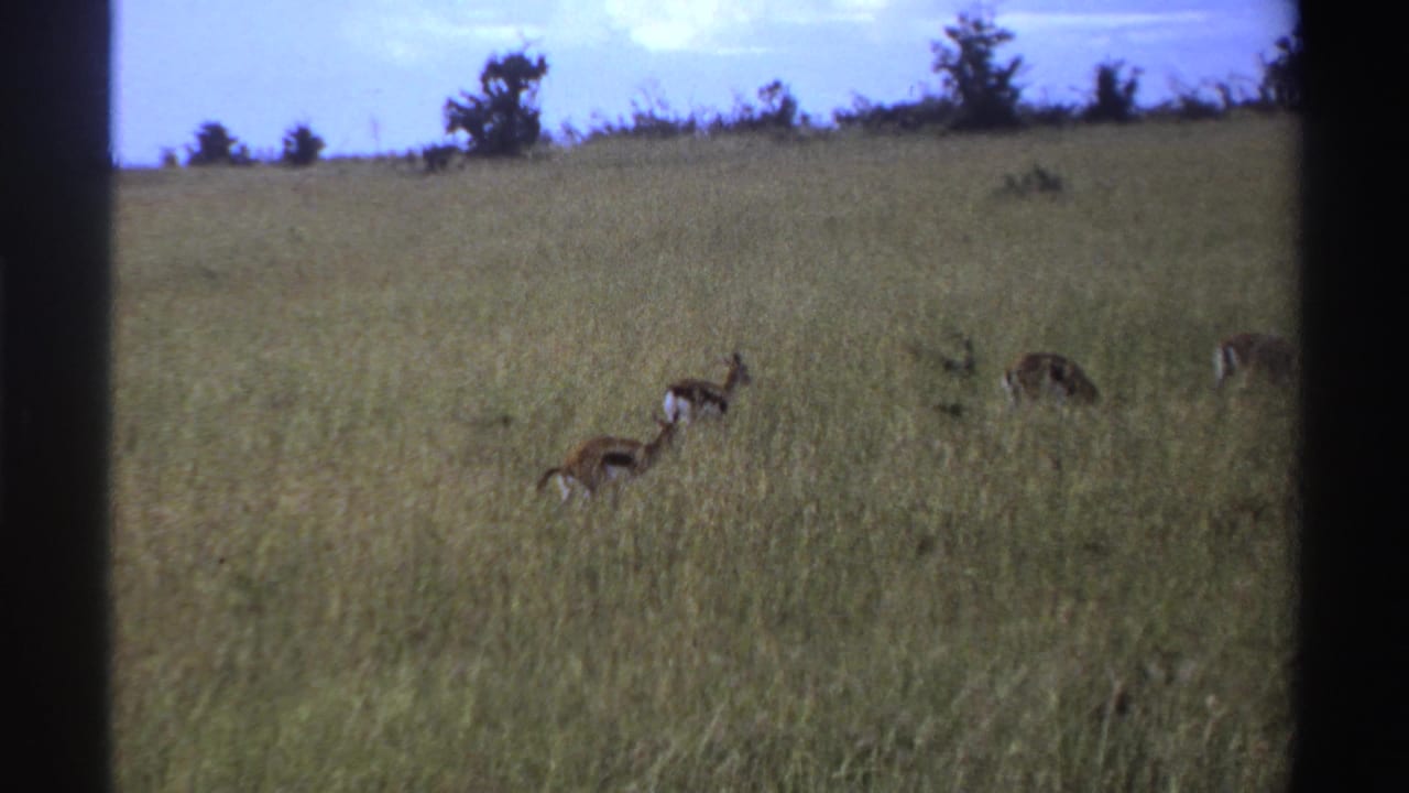 1969 Nigeria 8mm frame showing several gazelles or antelope-like animals dispersed across tall grass on a hillside.