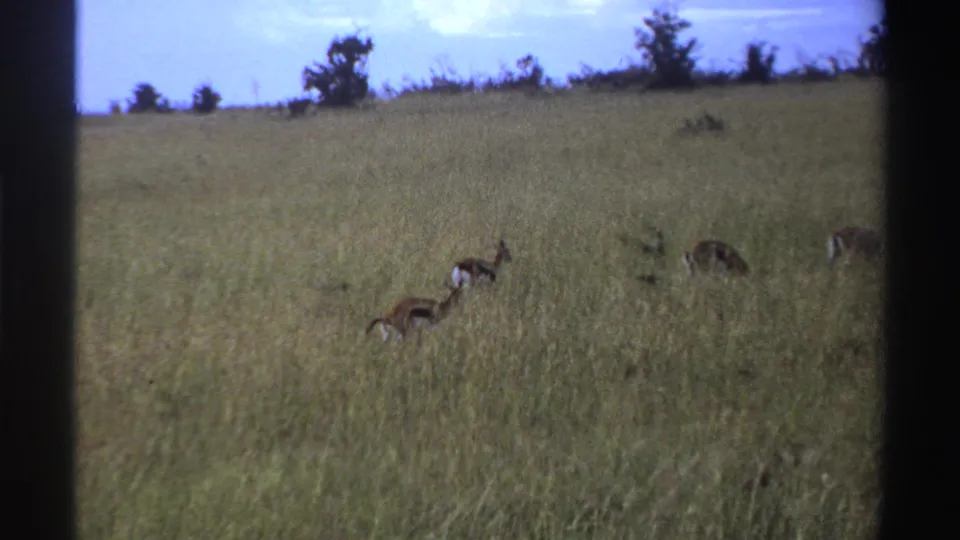 1969 Nigeria 8mm frame showing several gazelles or antelope-like animals dispersed across tall grass on a hillside.