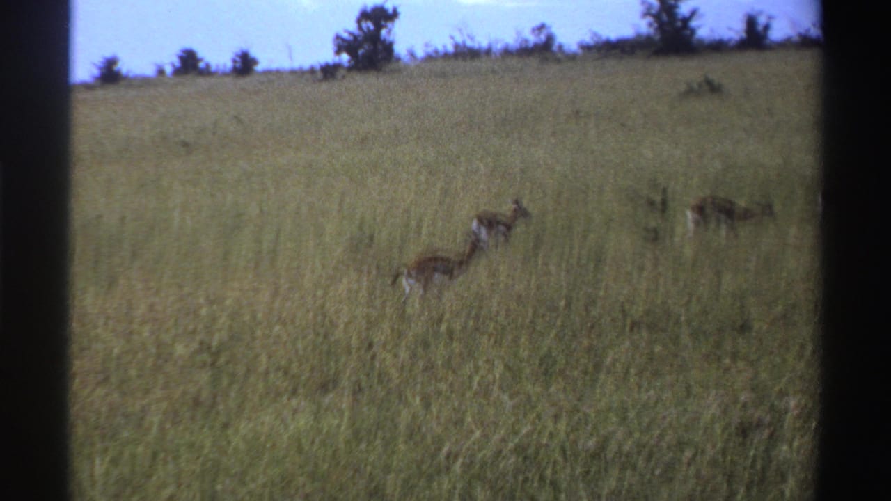 1969 Nigeria 8mm frame with gazelles or antelope-like animals moving and feeding in tall green grass below a pale sky.