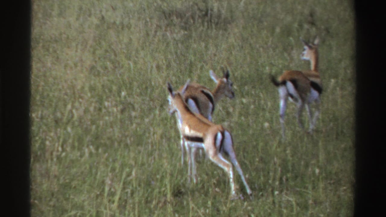 Closer 1969 Nigeria 8mm view of antelope-like animals with black and white markings standing and grazing in tall grass.
