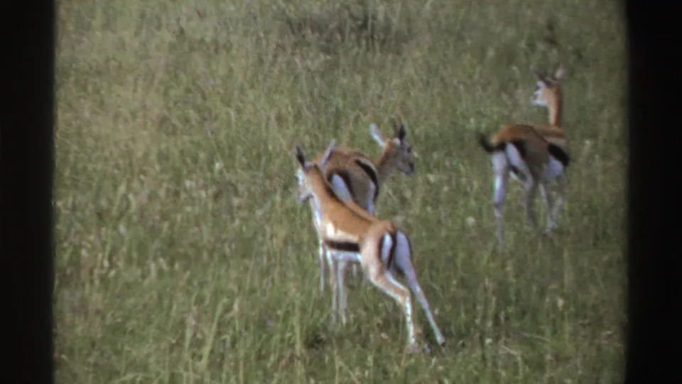Closer 1969 Nigeria 8mm view of antelope-like animals with black and white markings standing and grazing in tall grass.