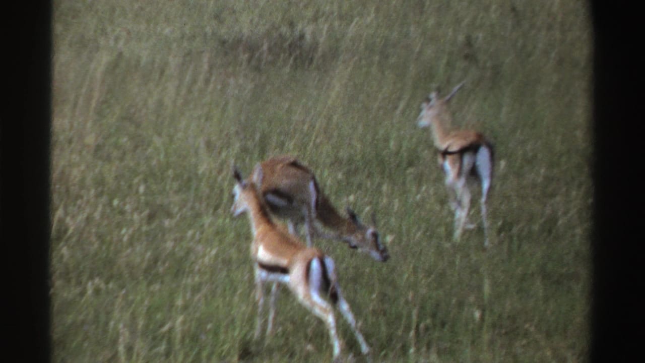 1969 Nigeria 8mm frame showing two antelope-like animals in tall grass, with one lowering its head as another stands nearby.