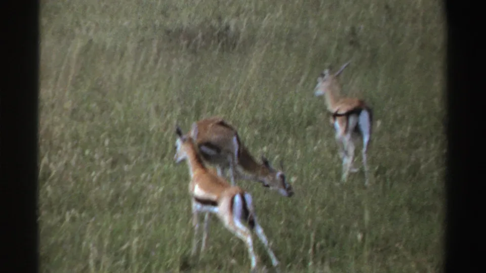 1969 Nigeria 8mm frame showing two antelope-like animals in tall grass, with one lowering its head as another stands nearby.