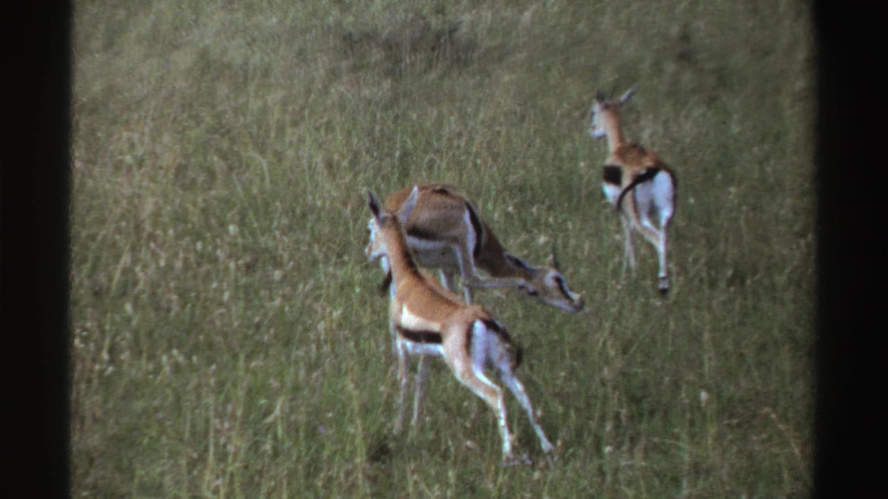 Three antelope in 1969 Nigeria footage graze and stand in a green savanna field, with black-and-white markings visible.