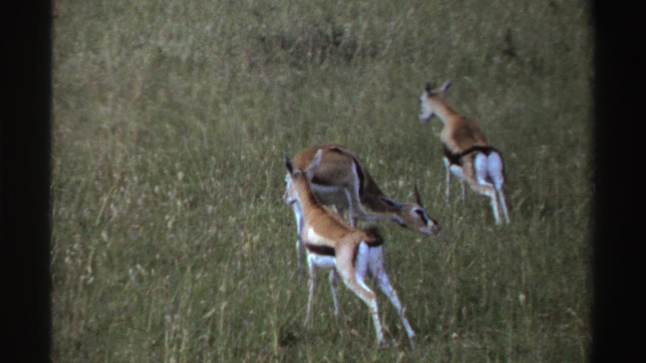 Three antelope move through green savanna grass in Nigeria, filmed from a distant 8mm home-movie viewpoint.