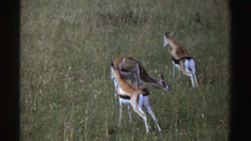 Three antelope move through green savanna grass in Nigeria, filmed from a distant 8mm home-movie viewpoint.