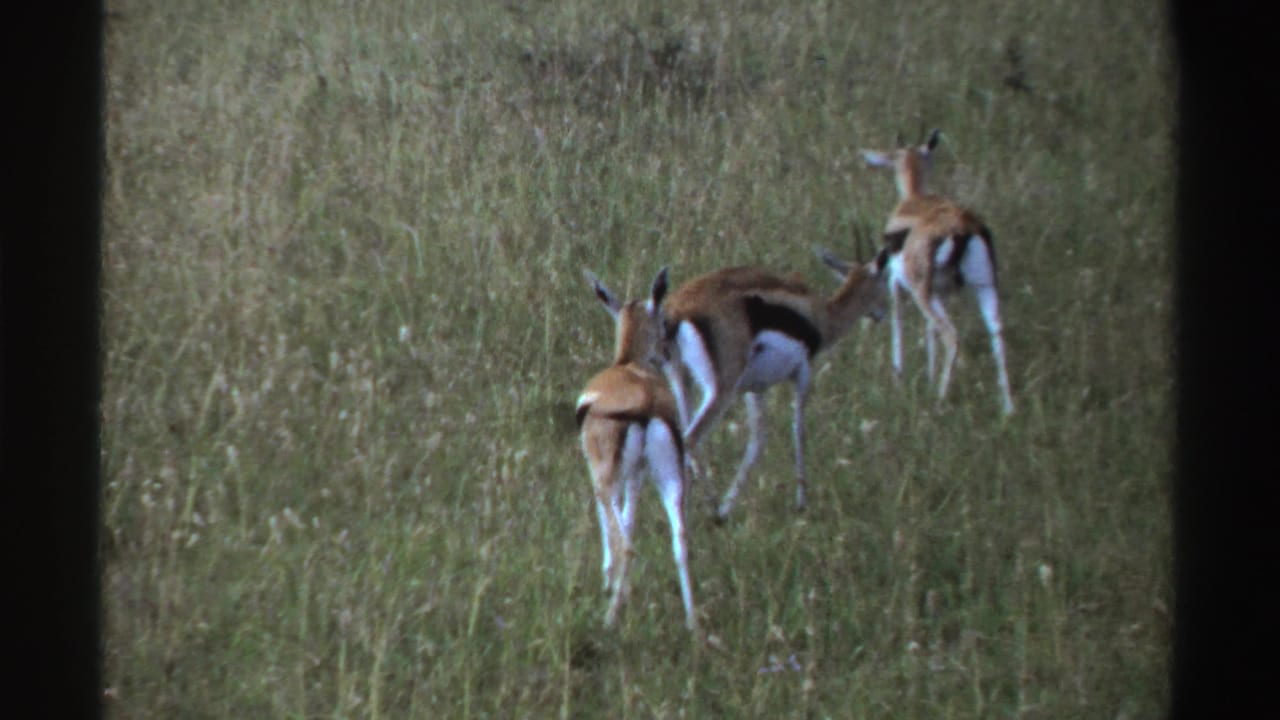 Three antelope walk away through a green Nigerian savanna scene, their pale rumps and dark side markings visible.