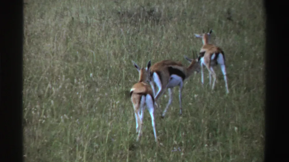 Three antelope walk away through a green Nigerian savanna scene, their pale rumps and dark side markings visible.