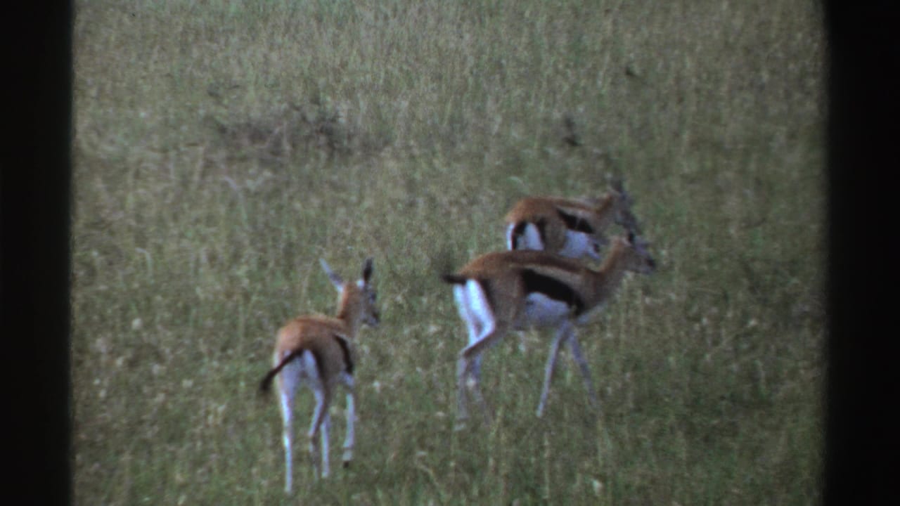 Three antelope continue moving through green grass in archival 1969 Nigeria wildlife footage.