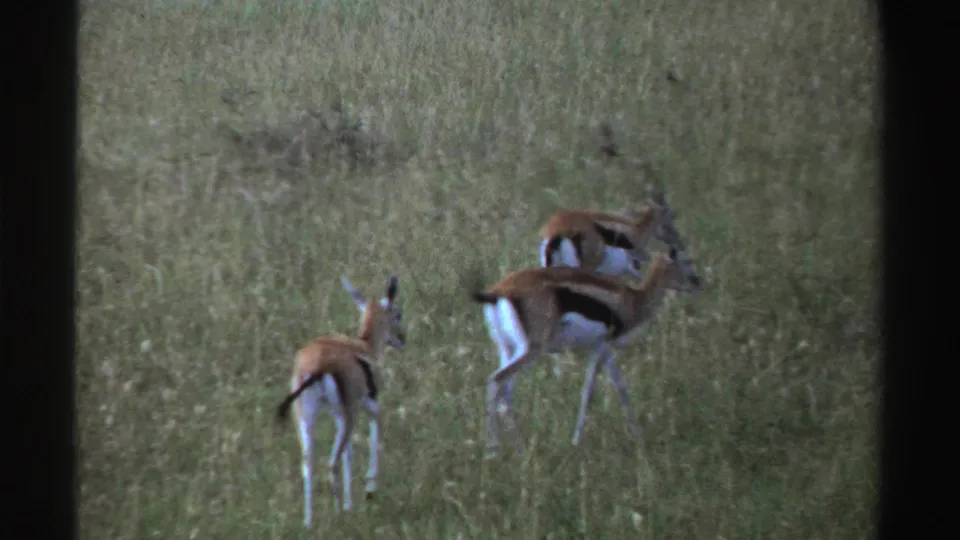 Three antelope continue moving through green grass in archival 1969 Nigeria wildlife footage.