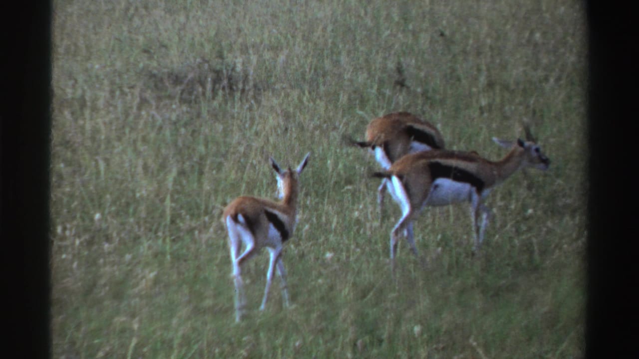 Three gazelles appear in tall grass in 1969 Nigeria footage, one facing the camera while two move across the field.