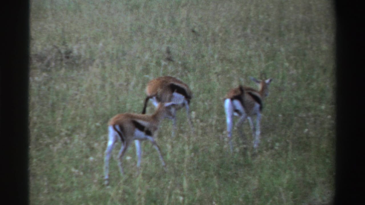 Three gazelles move through tall grass in the Nigeria home-movie scene, their white hindquarters visible as they turn away.