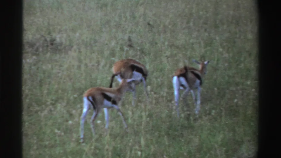 Three gazelles move through tall grass in the Nigeria home-movie scene, their white hindquarters visible as they turn away.
