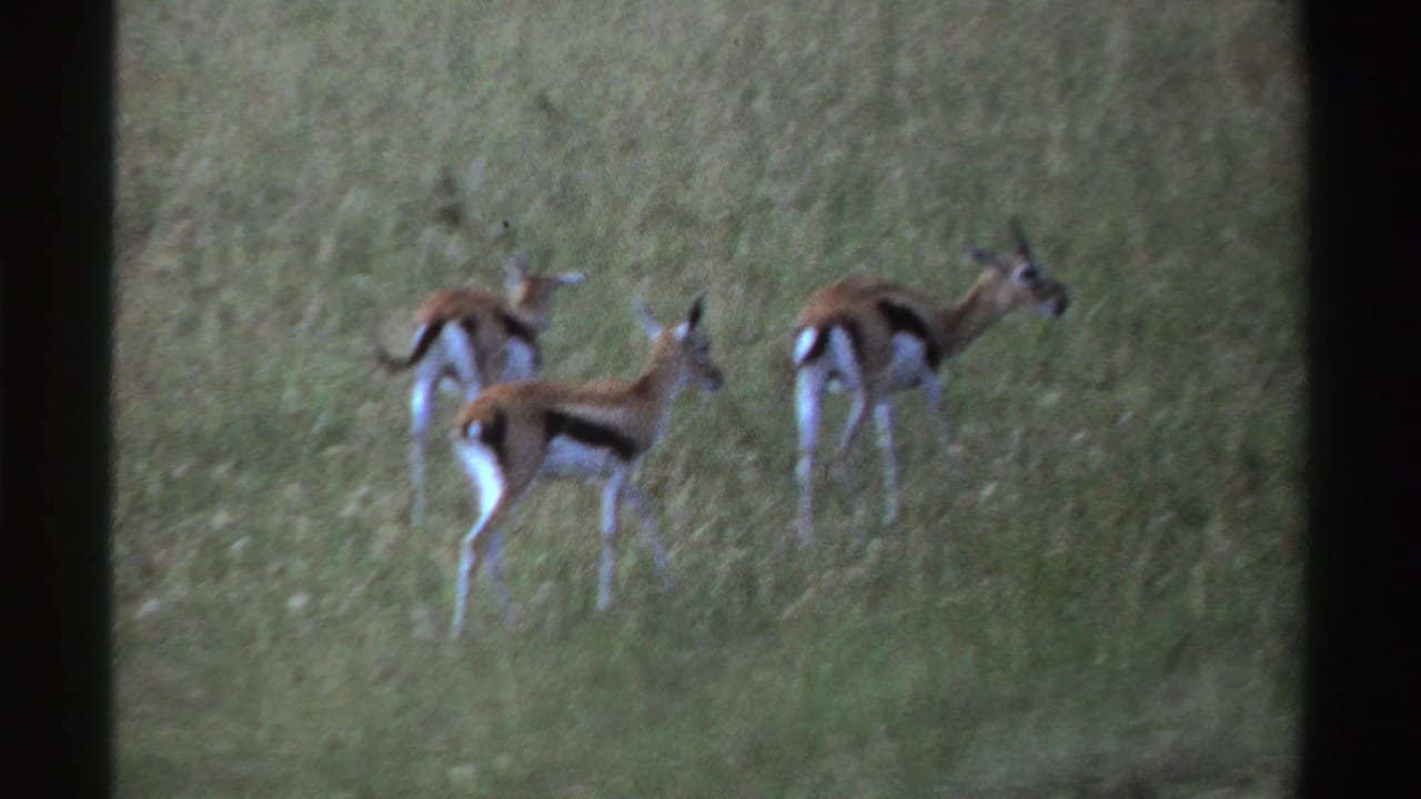 Three gazelles remain grouped in tall grass in this 1969 Nigeria wildlife shot, seen through grainy 8mm texture.