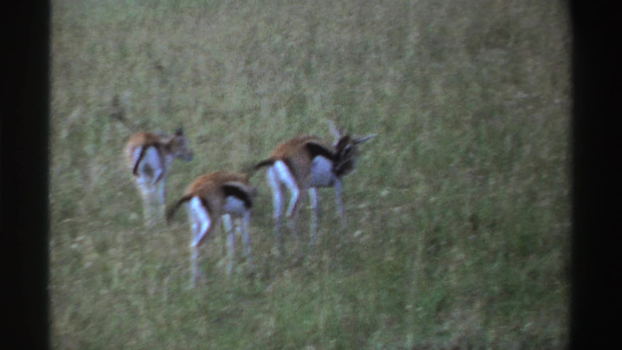 Three gazelles continue walking through tall grass in the 1969 Nigeria clip, their bodies softened by the vintage 8mm scan.