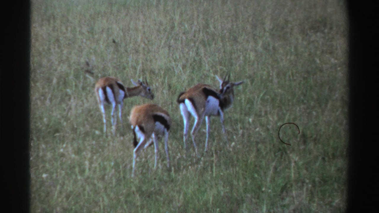 1969 Nigeria 8mm frame showing a small group of gazelles grazing and standing alert in a grassy field.
