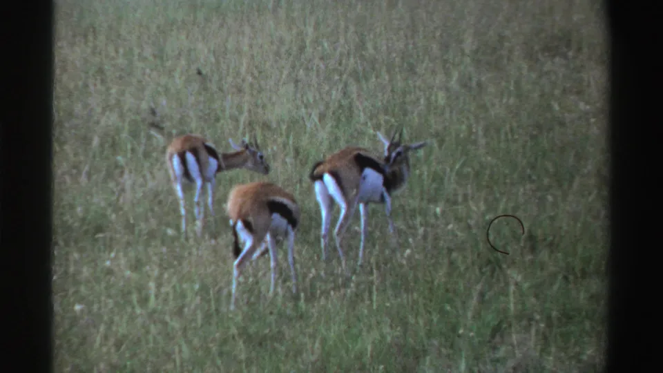 1969 Nigeria 8mm frame showing a small group of gazelles grazing and standing alert in a grassy field.
