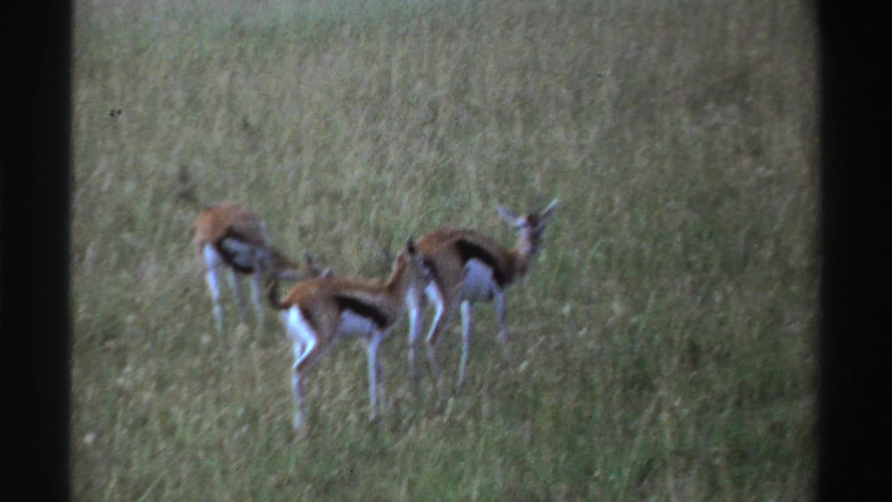 1969 Nigeria 8mm frame with three gazelles in tall grass, one grazing while another stands alert.