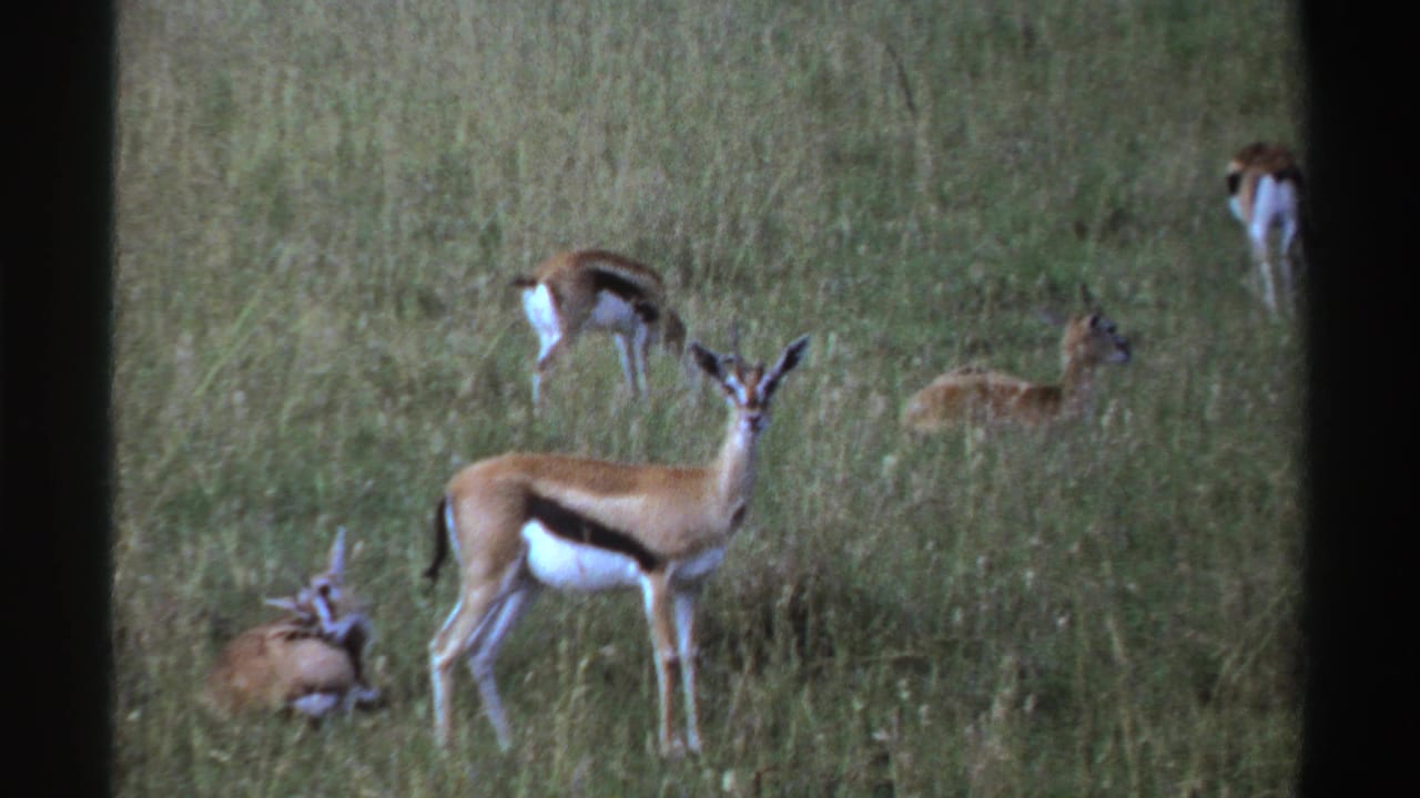 1969 Nigeria 8mm frame showing resting and standing gazelles scattered through a grassy field.