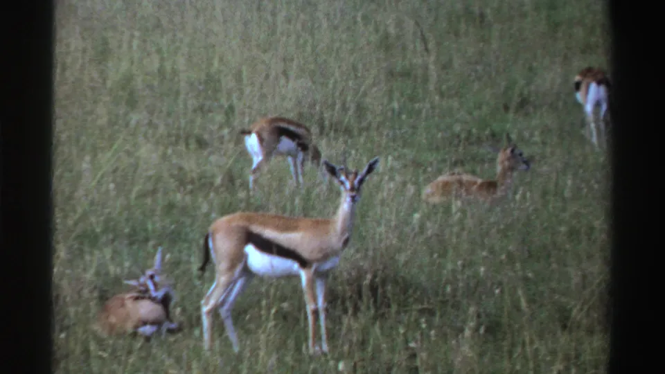 1969 Nigeria 8mm frame showing resting and standing gazelles scattered through a grassy field.