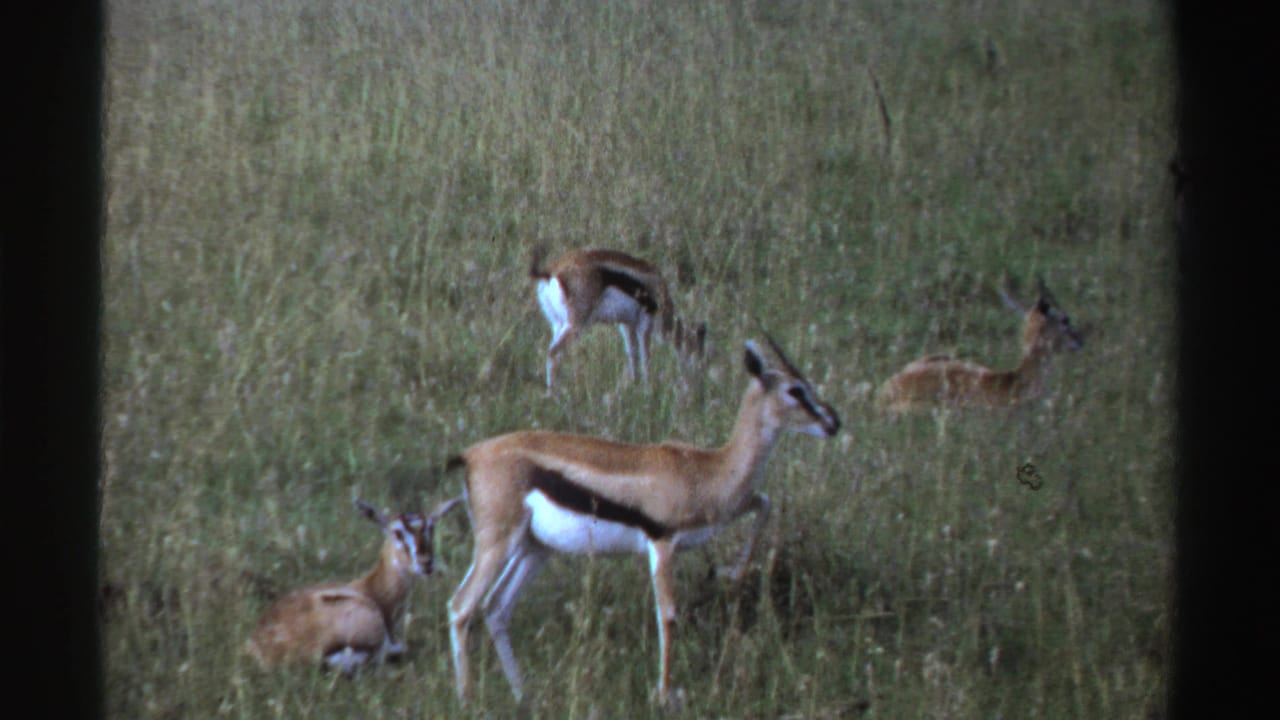 1969 Nigeria 8mm frame with gazelles resting and grazing in a grassy field, a standing animal prominent in front.