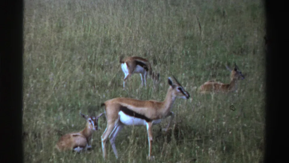 1969 Nigeria 8mm frame with gazelles resting and grazing in a grassy field, a standing animal prominent in front.